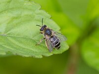Melitta nigricans