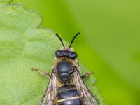 Melitta nigricans 2, Kattenstaartdikpoot, Saxifraga-Bart Heijne : 2025, Hymenoptera, KNNV, Melitta nigricans, Renkumse Benedenwaard, insect, inventarisatie, juli, kattenstaartdikpoot, wilde bij, zomer