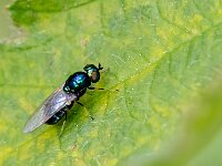 Microchrysa polita