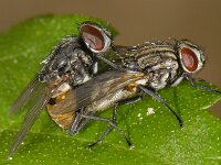 Musca autumnalis