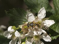 Myathropa florea 43, Doodskopzweefvlieg, Saxifraga-Jan van der Straaten