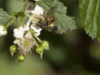 Myathropa florea 45, Doodskopzweefvlieg, Saxifraga-Jan van der Straaten