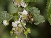 Myathropa florea 46, Doodskopzweefvlieg, Saxifraga-Jan van der Straaten