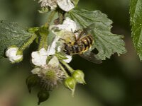 Myathropa florea 47, Doodskopzweefvlieg, Saxifraga-Jan van der Straaten