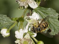 Myathropa florea 48, Doodskopzweefvlieg, Saxifraga-Jan van der Straaten