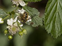 Myathropa florea 49, Doodskopzweefvlieg, Saxifraga-Jan van der Straaten