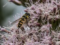 Myathropa florea 50, Doodskopzweefvlieg, Saxifraga-Jan van der Straaten