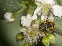 Myathropa florea 51, Doodskopzweefvlieg, Saxifraga-Jan van der Straaten