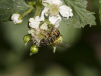 Myathropa florea 52, Doodskopzweefvlieg, Saxifraga-Jan van der Straaten