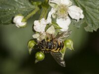Myathropa florea 53, Doodskopzweefvlieg, Saxifraga-Jan van der Straaten