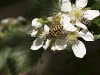 Myathropa florea 54, Doodskopzweefvlieg, Saxifraga-Jan van der Straaten