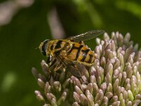 Myathropa florea 55, Doodskopzweefvlieg, Saxifraga-Jan van der Straaten