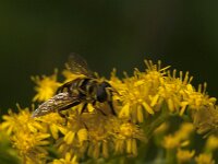 Myathropa florea 56, Doodskopzweefvlieg, Saxifraga-Jan van der Straaten