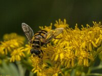 Myathropa florea 58, Doodskopzweefvlieg, Saxifraga-Jan van der Straaten