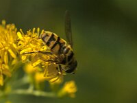 Myathropa florea 59, Doodskopzweefvlieg, Saxifraga-Jan van der Straaten