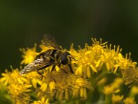 Myathropa florea 61, Doodskopzweefvlieg, Saxifraga-Jan van der Straaten