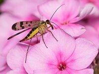 Panorpa communis 8, Schorpioenvlieg, Saxifraga-Tom Heijnen
