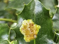 Phytomiza ilicis