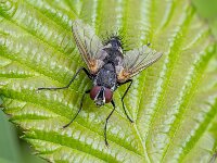 Pollenia sp 12, Saxifraga-Bart Heijne : 2025, Apeldoornseweg, Calliphoridae, Diptera, Ede, Kamelenvijver, Pollenia, Rijksweg, augustus, bromvlieg, insect, stack 7, zomer