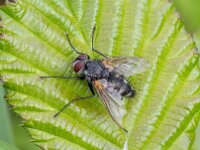 Pollenia sp 13, Saxifraga-Bart Heijne : 2025, Apeldoornseweg, Calliphoridae, Diptera, Ede, Kamelenvijver, Pollenia, Rijksweg, augustus, bromvlieg, insect, stack 9, zomer