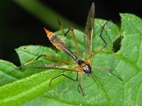 Ptychoptera albimana 3, Wittarsglansmug, Saxifraga-Ab H Baas