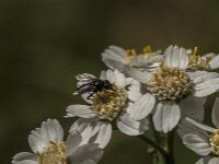 Rhinophora lepida 10, Gewone pissebedvlieg, Saxifraga-Jan van der Straaten