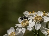 Rhinophora lepida 11, Gewone pissebedvlieg, Saxifraga-Jan van der Straaten