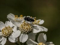 Rhinophora lepida 6, Gewone pissebedvlieg, Saxifraga-Jan van der Straaten