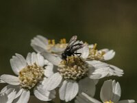 Rhinophora lepida 7, Gewone pissebedvlieg, Saxifraga-Jan van der Straaten