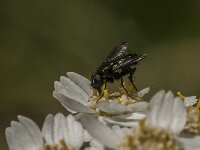 Rhinophora lepida 8, Gewone pissebedvlieg, Saxifraga-Jan van der Straaten