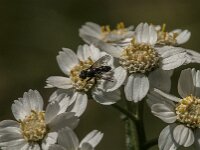 Rhinophora lepida 9, Gewone pissebedvlieg, Saxifraga-Jan van der Straaten