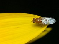 Sapromyza halidayi