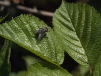 Sarcophaga carnaria 3, Grijze vleesvlieg, Saxifraga-Jan van der Straaten