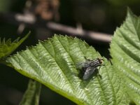 Sarcophaga carnaria 4, Grijze vleesvlieg, Saxifraga-Jan van der Straaten