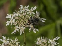 Sarcophaga sp 20, Dambordvlieg, Saxifraga-Jan van der Straaten