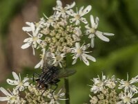 Sarcophaga sp 22, Dambordvlieg, Saxifraga-Jan van der Straaten