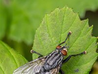 Sarcophaga sp 33, dambordvliegen, Saxifraga-Bart Heijne : 2025, Apeldoornseweg, Diptera, Ede, Kamelenvijver, Rijksweg, Sarcophaga, Sarcophagidae, augustus, dambordvliegen, insect, stack 7, zomer