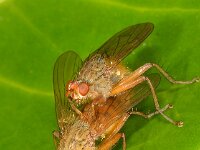 Scathophaga sp 8, Saxifraga-Ab H Baas