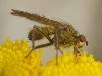 Scathophaga stercoraria 16, Strontvlieg, Saxifraga-Ben Delbaere