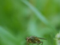 Scathophaga stercoraria 17, Strontvlieg, Saxifraga-Ben Delbaere