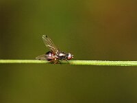 Sepsis punctum 6, Saxifraga-Tom Heijnen