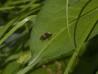Sicus ferrugineus 14, Roestbruine kromlijf, Saxifraga-Jan van der Straaten
