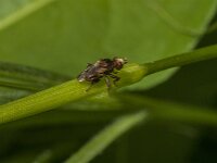 Sicus ferrugineus 16, Roestbruine kromlijf, Saxifraga-Jan van der Straaten
