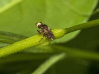 Sicus ferrugineus 17, Roestbruine kromlijf, Saxifraga-Jan van der Straaten