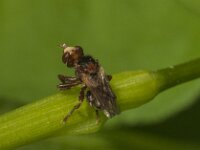 Sicus ferrugineus 18, Roestbruine kromlijf, Saxifraga-Jan van der Straaten