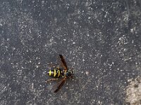 Sphiximorpha subsessilis