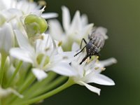 Stomorhina lunata 2, Sprinkhaanvlieg, Saxifraga-Tom Heijnen