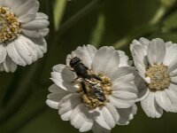 Syritta pipiens 16, Menuetzweefvlieg, Saxifraga-Jan van der Straaten