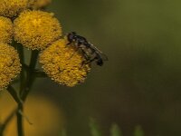 Syritta pipiens 17, Menuetzweefvlieg, Saxifraga-Jan van der Straaten