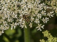 Syrphus sp 4, Saxifraga-Jan van der Straaten